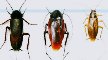 All Out Pest Control