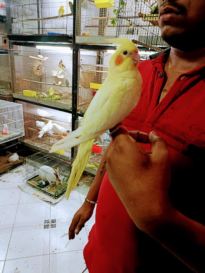 Arav Pet shop | Persian kittens | Guinea pig | Hamster | Rabbits | Hand tame birds