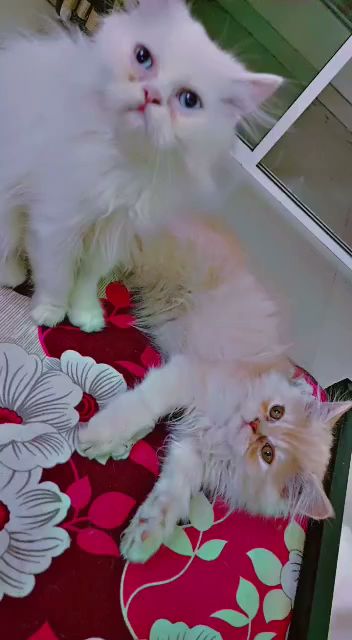 Pune Exotic Birds and Pets