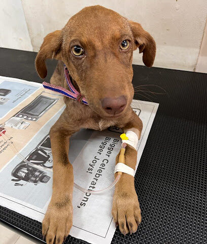 Purple Paws Pet Clinic, Dr. Aditi Chitnis